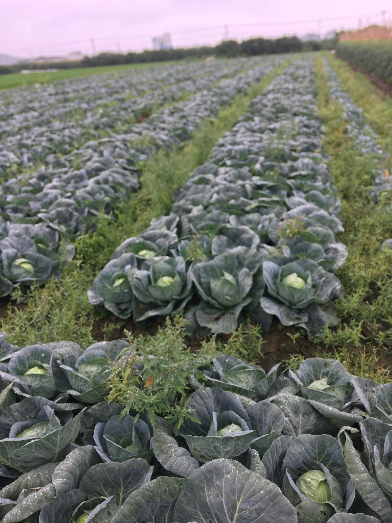 绿甘蓝．原产地直供品质的保证