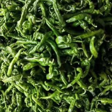 广东蔬菜，鲜辣椒，螺丝椒，辣椒，产地直发，
