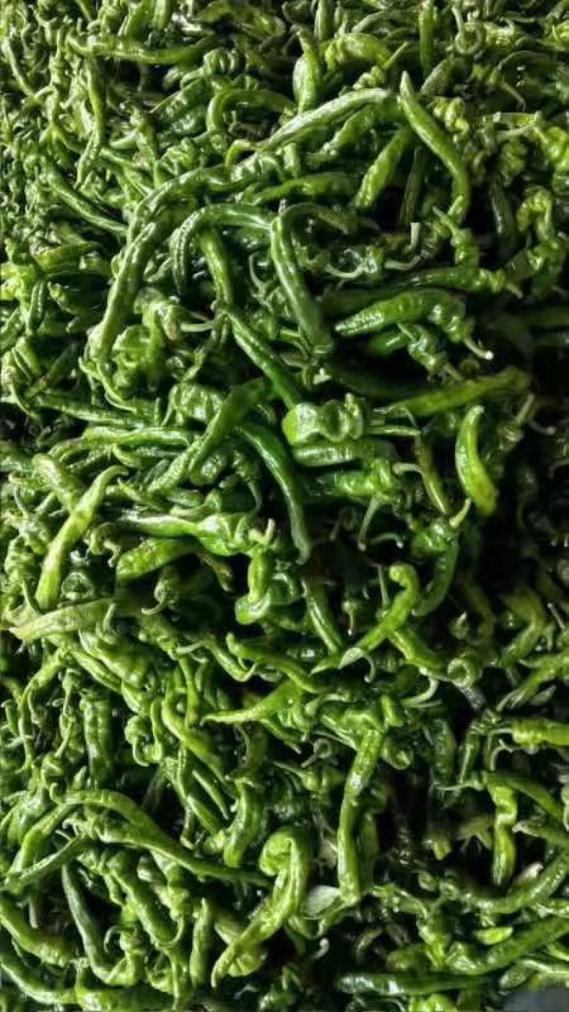 广东蔬菜，鲜辣椒，螺丝椒，辣椒，产地直发，
