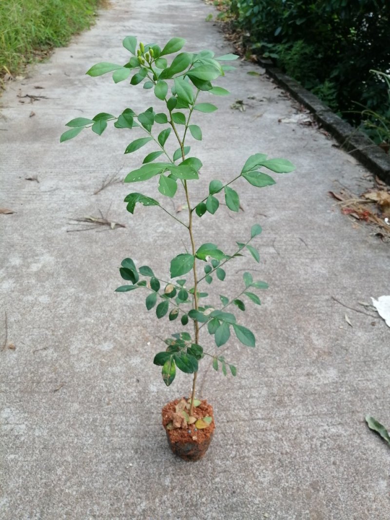 九里香树苗绿化树花香一年多次开花