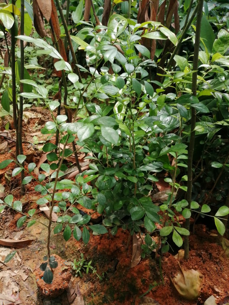 九里香树苗绿化树花香一年多次开花