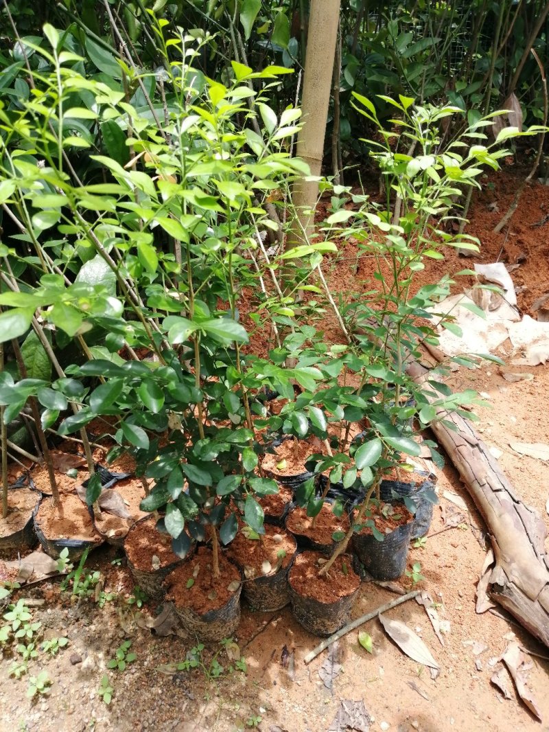 九里香树苗绿化树花香一年多次开花