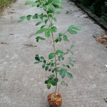 九里香树苗绿化树花香一年多次开花
