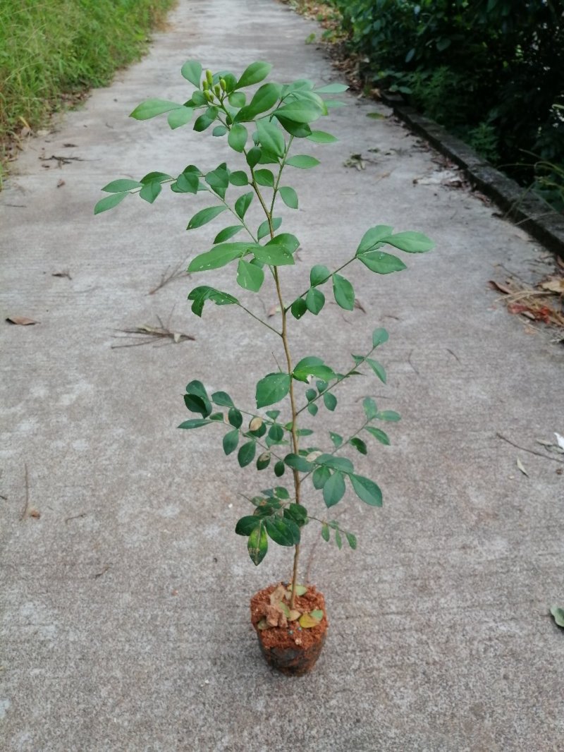 九里香树苗绿化树花香一年多次开花
