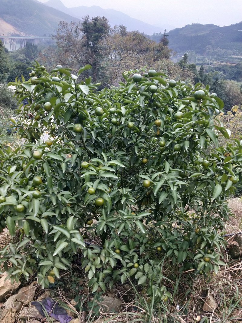 自家种的清香蜜橘，招批发，电商微商，代理一件代发，详谈