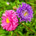 翠菊种子绿化庭院种子四季种植景观花海种子
