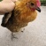 江西散养青年鸡青脚麻鸡批发续养屠宰货提供送货上门