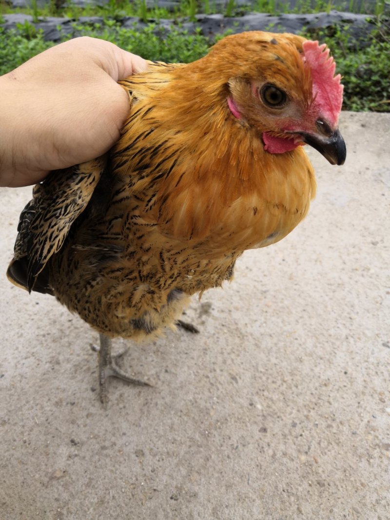 江西散养青年鸡青脚麻鸡批发续养屠宰货提供送货上门