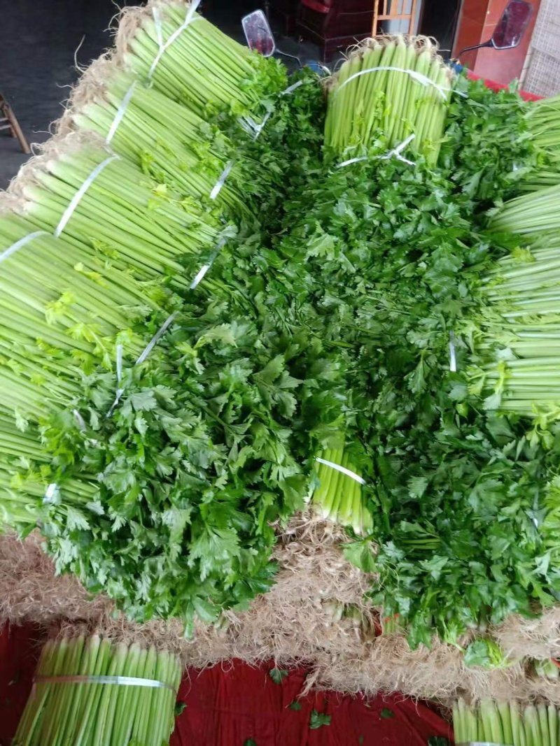 乐山本地的精品西芹出售！