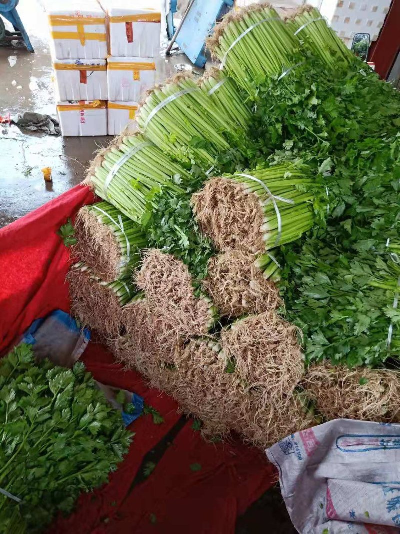 乐山本地的精品西芹出售！