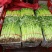 乐山本地的精品西芹出售！