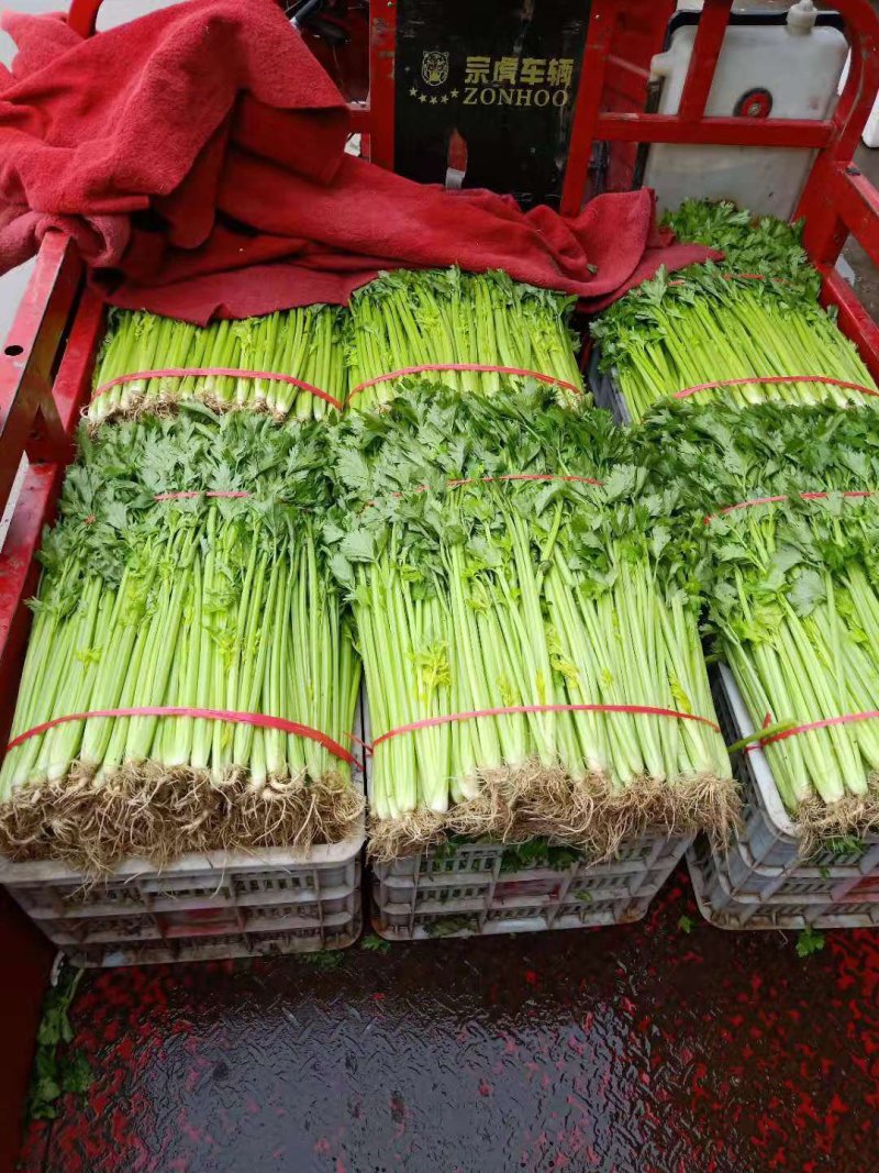 乐山本地的精品西芹出售！