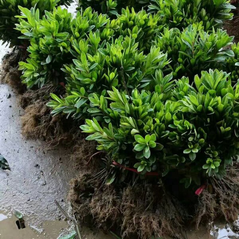 毛鹃毛杜鹃花苗树苗绿化带篱笆工程色块四季常青室外庭院植物
