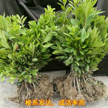 毛鹃毛杜鹃花苗树苗绿化带篱笆工程色块四季常青室外庭院植物