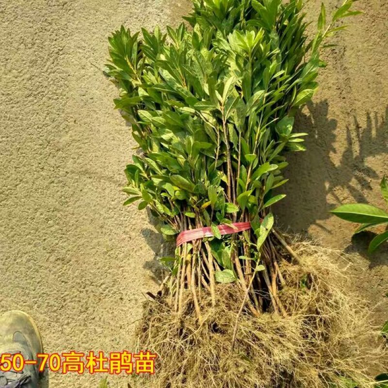 毛鹃毛杜鹃花苗树苗绿化带篱笆工程色块四季常青室外庭院植物
