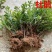 毛鹃毛杜鹃花苗树苗绿化带篱笆工程色块四季常青室外庭院植物