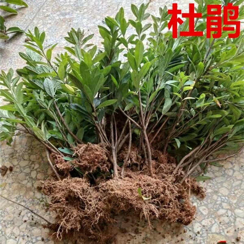毛鹃毛杜鹃花苗树苗绿化带篱笆工程色块四季常青室外庭院植物
