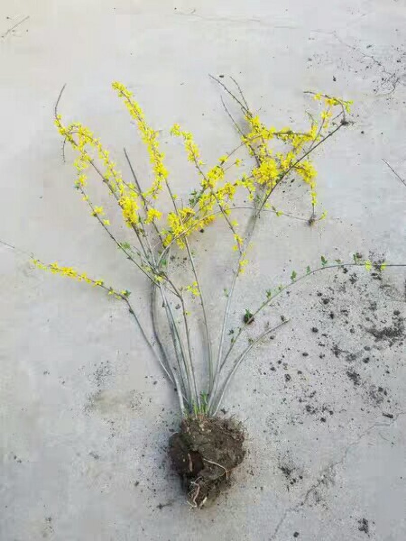 连翘苗基地直销供连翘苗40-80现挖现卖工程用苗