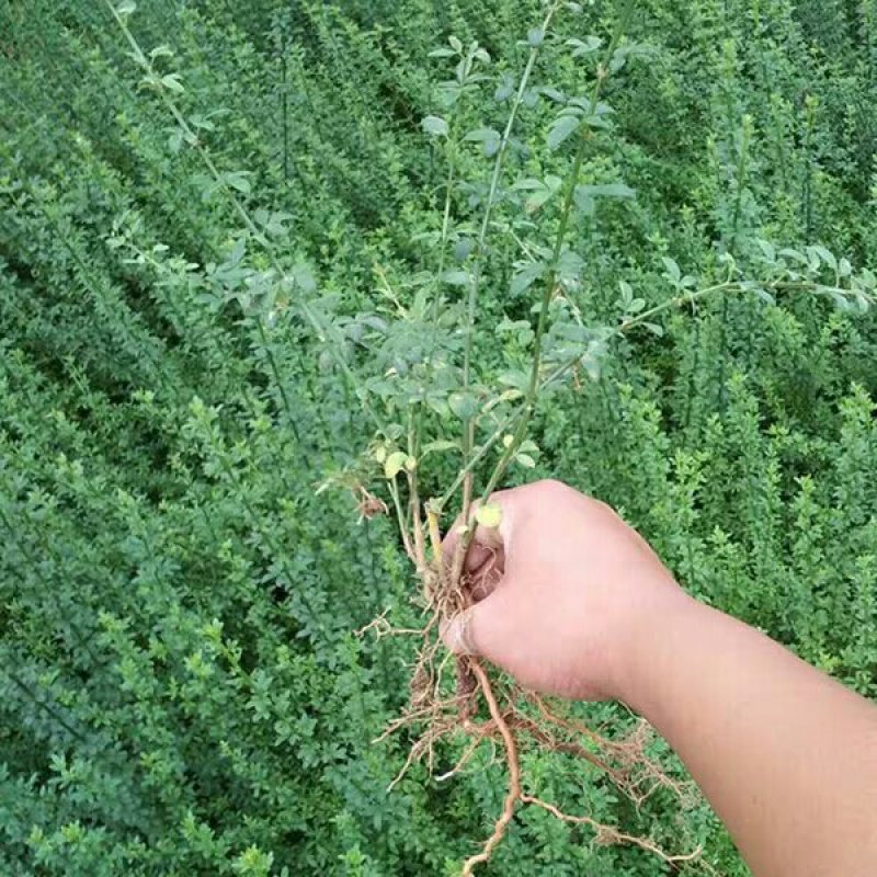 连翘苗基地直销供连翘苗40-80现挖现卖工程用苗