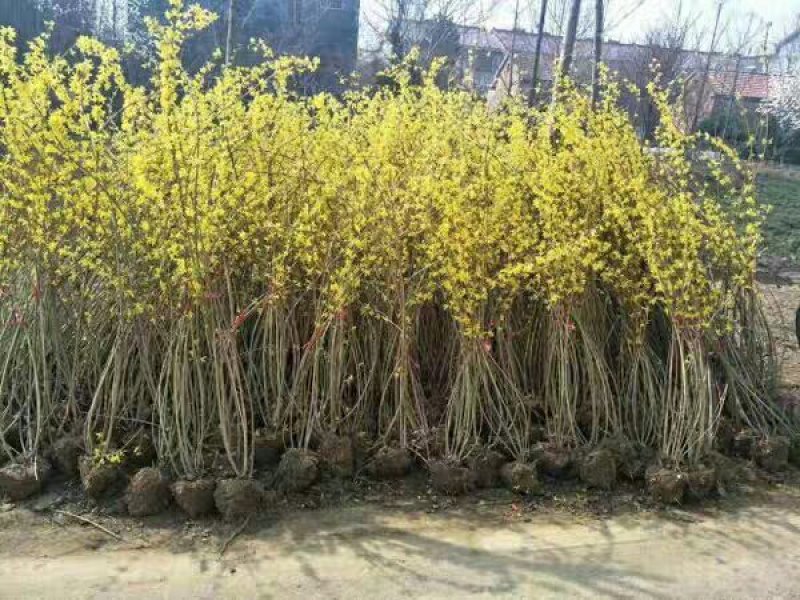 连翘苗基地直销供连翘苗40-80现挖现卖工程用苗