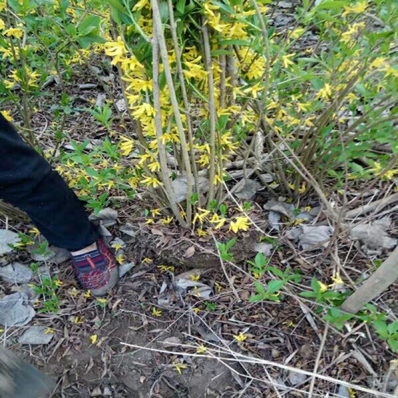 连翘苗基地直销供连翘苗40-80现挖现卖工程用苗