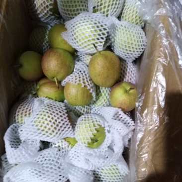 新梨七号红香酥