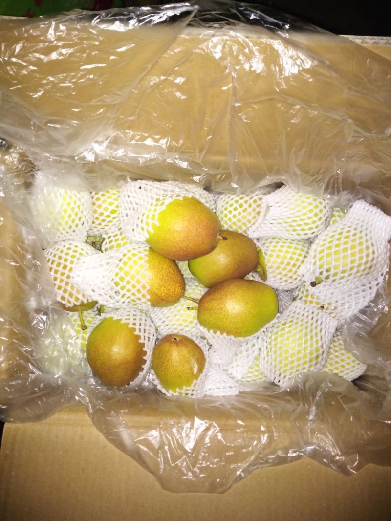 新梨七号红香酥