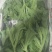 【推荐】淄博（张北）冰草，山东高品质产地直供