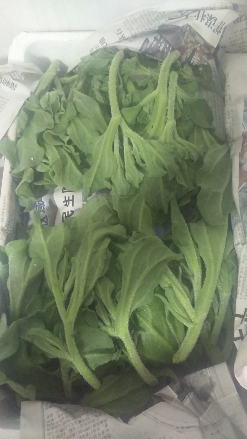 【推荐】淄博（张北）冰草，山东高品质产地直供