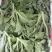 【推荐】淄博（张北）冰草，山东高品质产地直供
