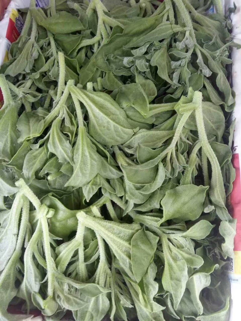 【推荐】淄博（张北）冰草，山东高品质产地直供