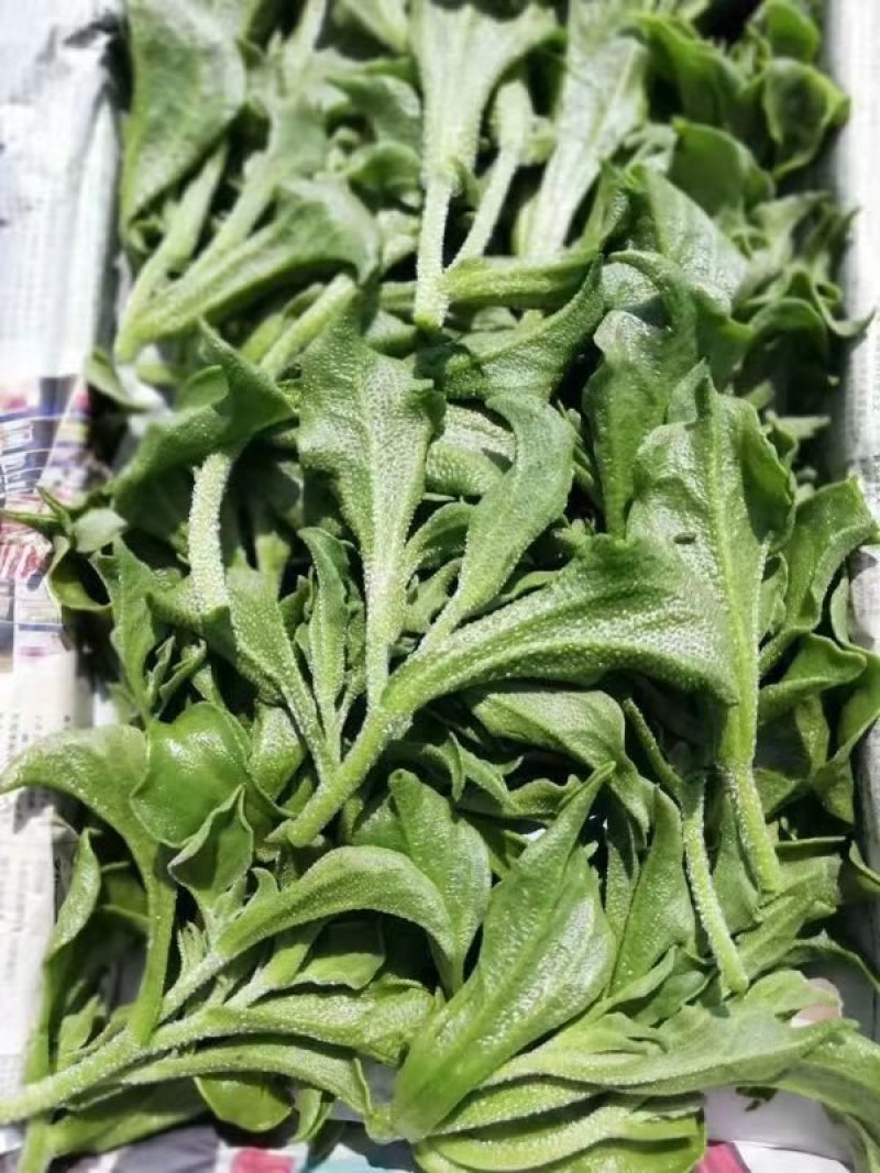 【推荐】淄博（张北）冰草，山东高品质产地直供