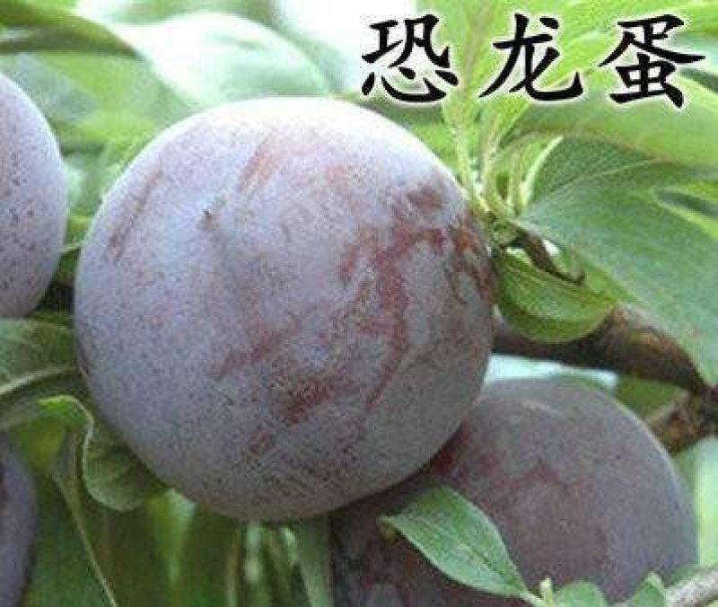 基地直销包品种精品适合南北种植的李子苗恐龙蛋李子苗