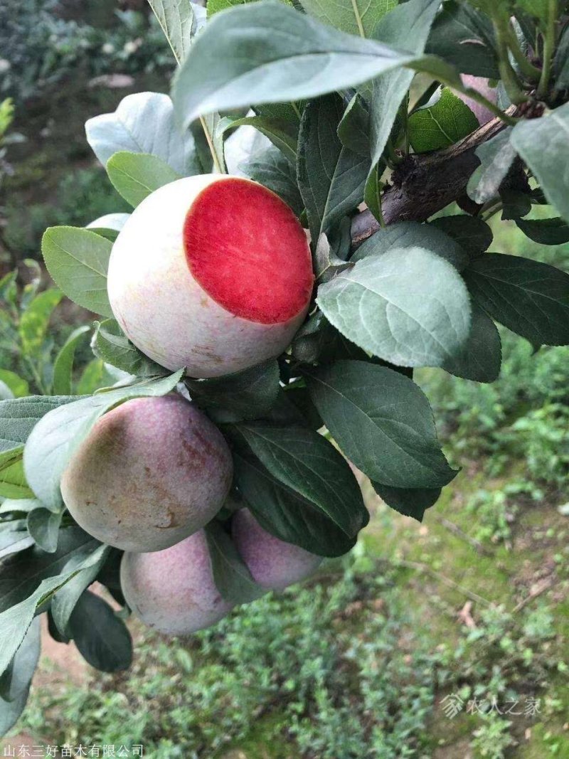 基地直销包品种精品适合南北种植的李子苗恐龙蛋李子苗