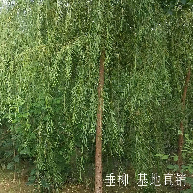 垂柳苗黄金柳苗庭院绿化柳树金丝垂柳苗黄金柳树苗杨柳小苗