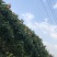 木芙蓉