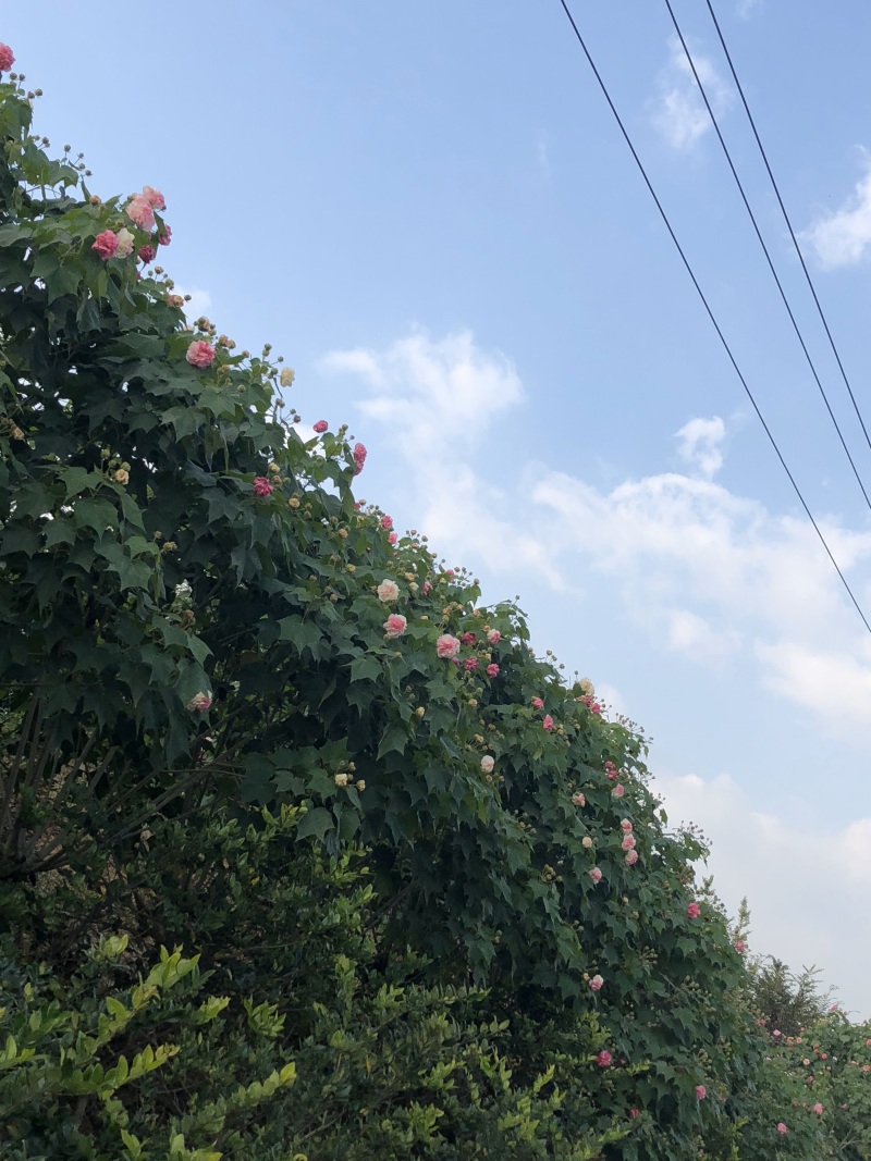 木芙蓉