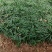 日本矮麦冬草小区绿化中叶麦冬草细叶麦冬草苗植物绿化