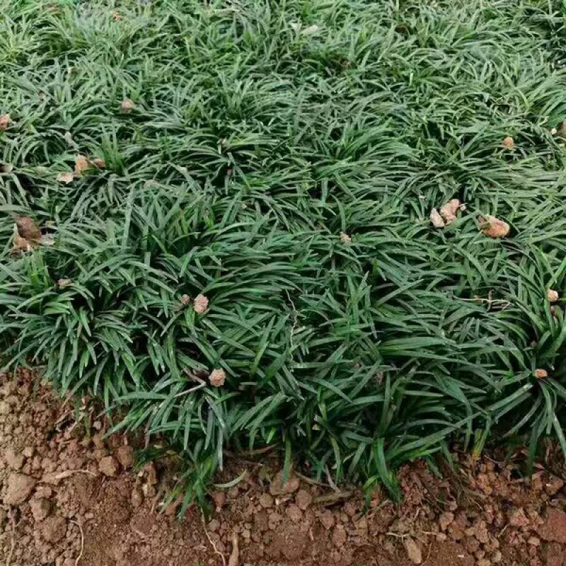 日本矮麦冬草小区绿化中叶麦冬草细叶麦冬草苗植物绿化