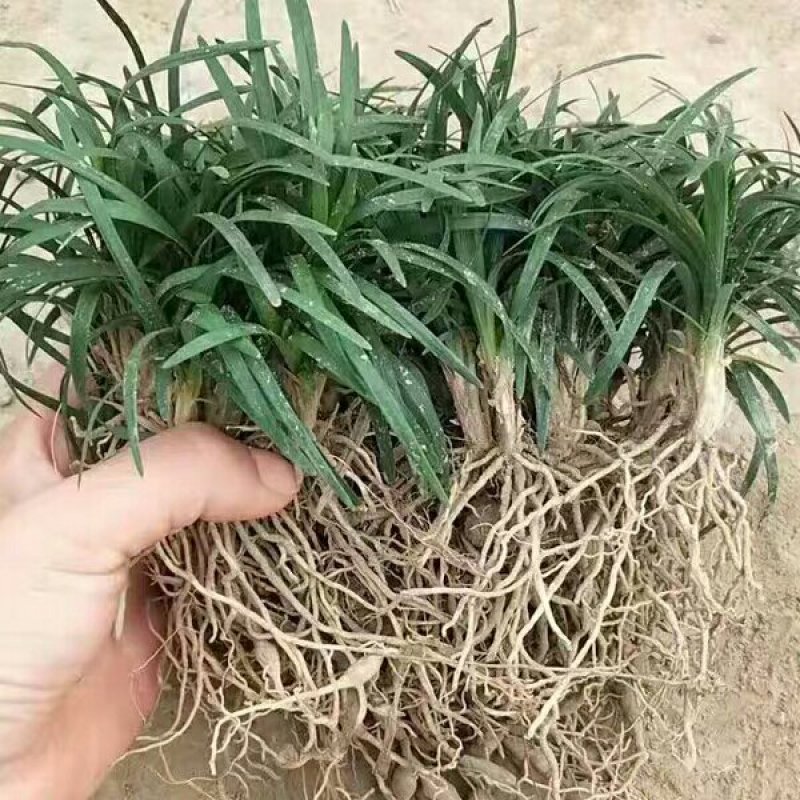 日本矮麦冬草小区绿化中叶麦冬草细叶麦冬草苗植物绿化