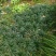 日本矮麦冬草小区绿化中叶麦冬草细叶麦冬草苗植物绿化