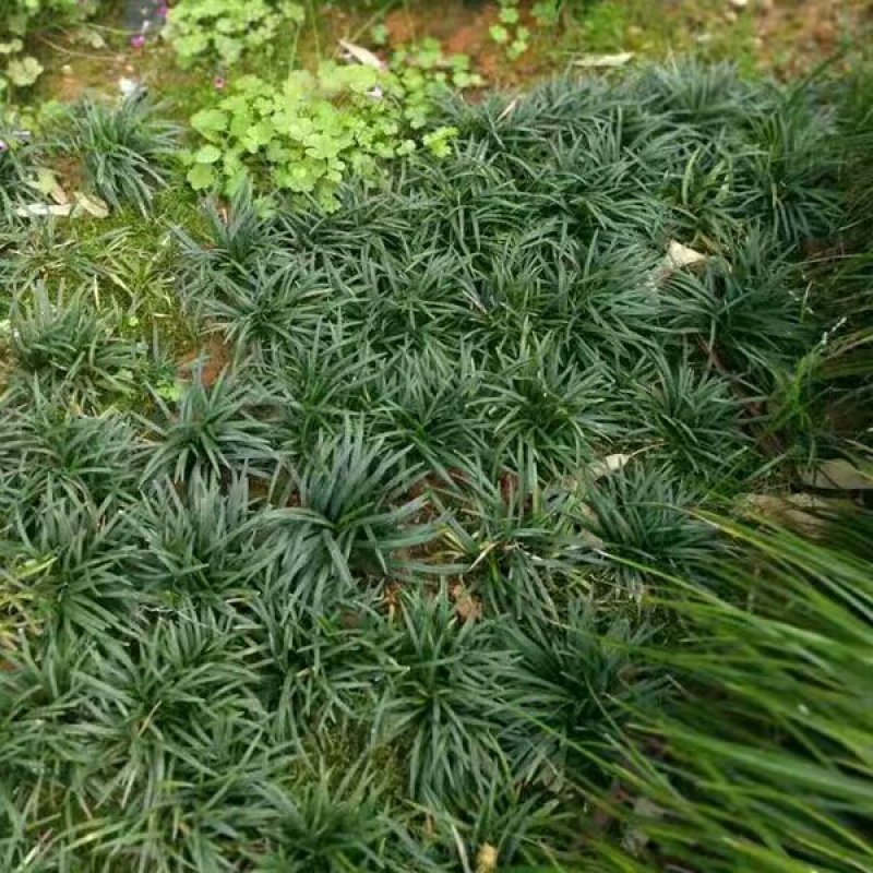 日本矮麦冬草小区绿化中叶麦冬草细叶麦冬草苗植物绿化