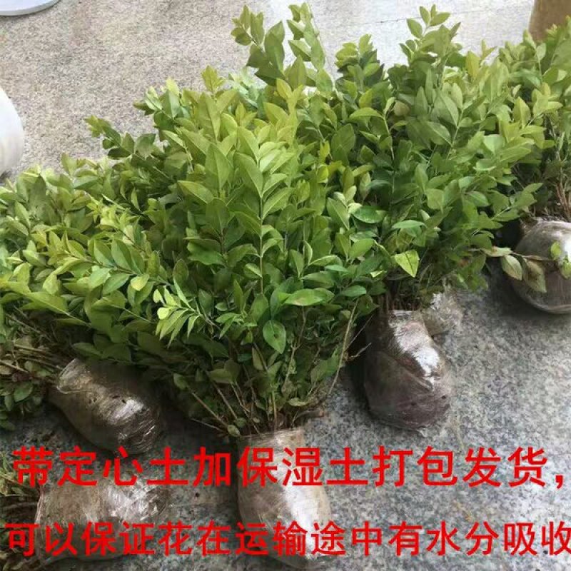 金叶女贞苗40---60厘米高，沭阳本地货源，地头上车价