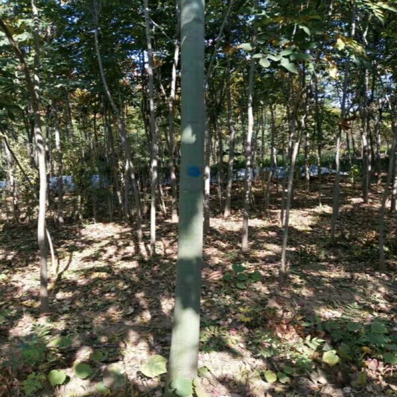 青桐10-12公分粗3.5～4米高基地直销