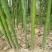 青桐10-12公分粗3.5～4米高基地直销
