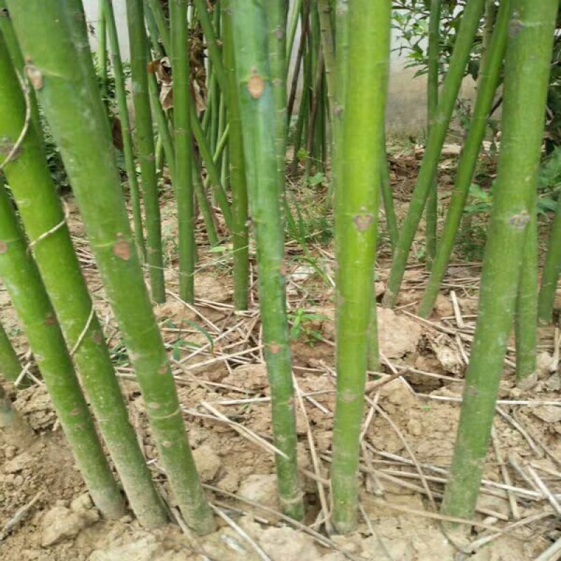 青桐10-12公分粗3.5～4米高基地直销