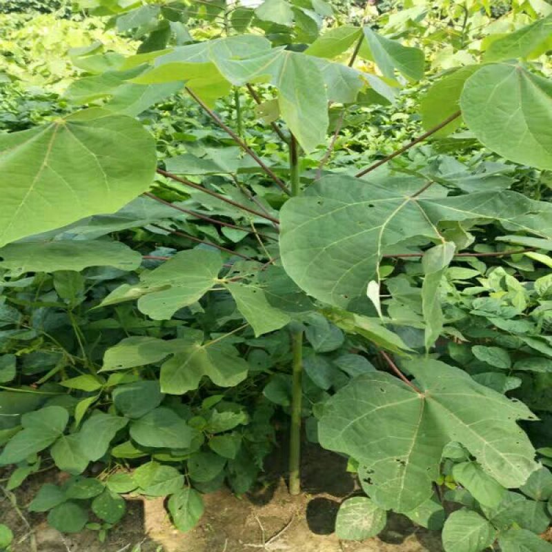 青桐10-12公分粗3.5～4米高基地直销