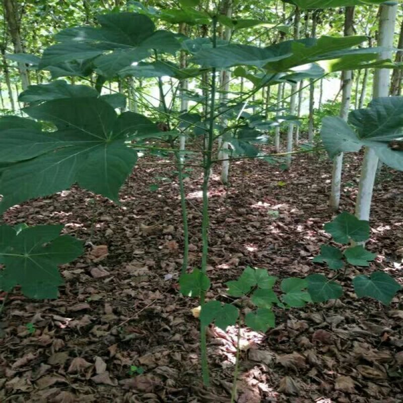 青桐10-12公分粗3.5～4米高基地直销