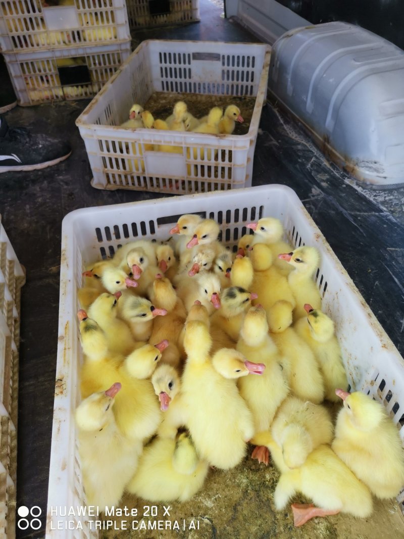 大种纯三花鹅苗，成活率高，抵抗力强