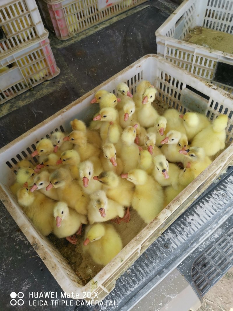 大种纯三花鹅苗，成活率高，抵抗力强